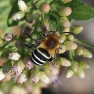 Image of Anthophorine Bees