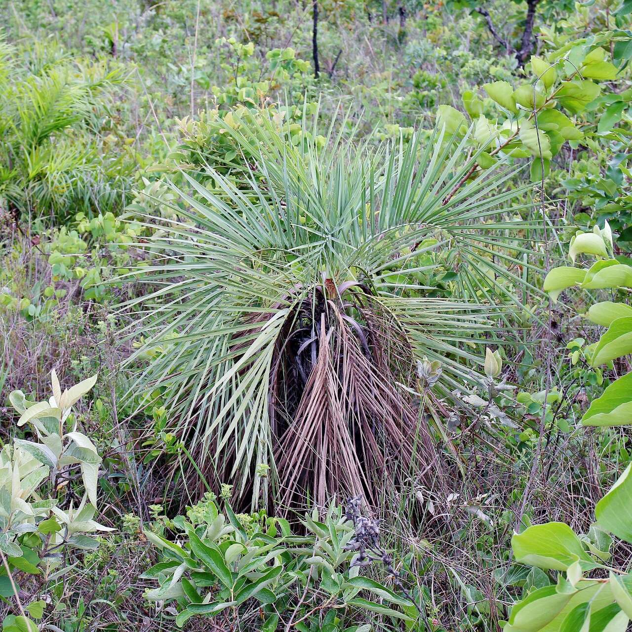 Image of jelly palm