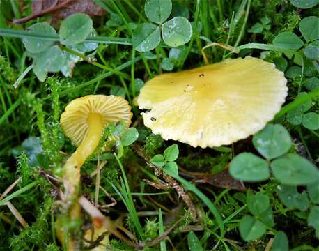 Image of waxcaps (fungi)