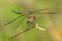 Image of Blue Dasher