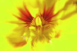 Image of nasturtium