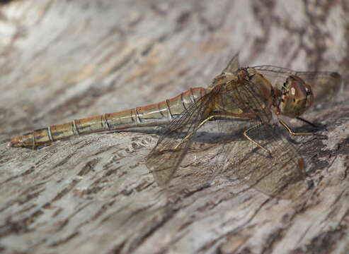 Image of Sympetrum Newman 1833