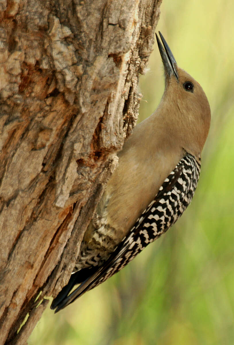 Image of Gila Woodpecker