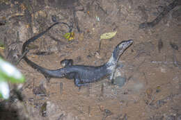 Image of monitor lizards