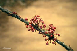 Image of Cola porphyrantha J. P. M. Brenan