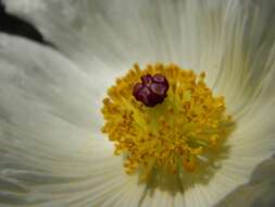 Image of bluestem pricklypoppy