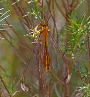 Image of Nymphes myrmeleonoides Leach 1814