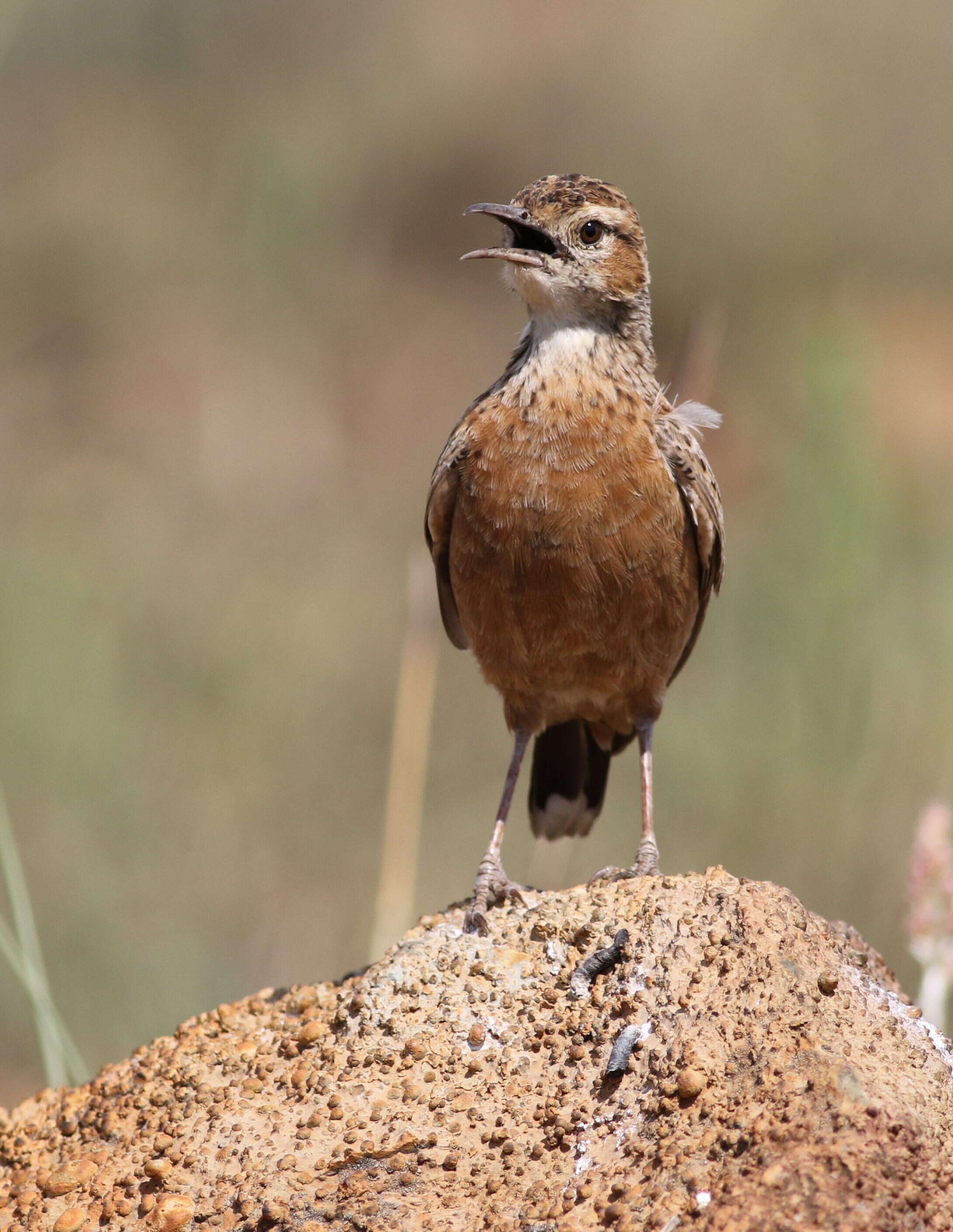 Imagem de Chersomanes Cabanis 1851