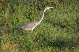 Image of Grey Heron