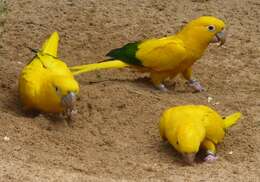 Image of Golden conure