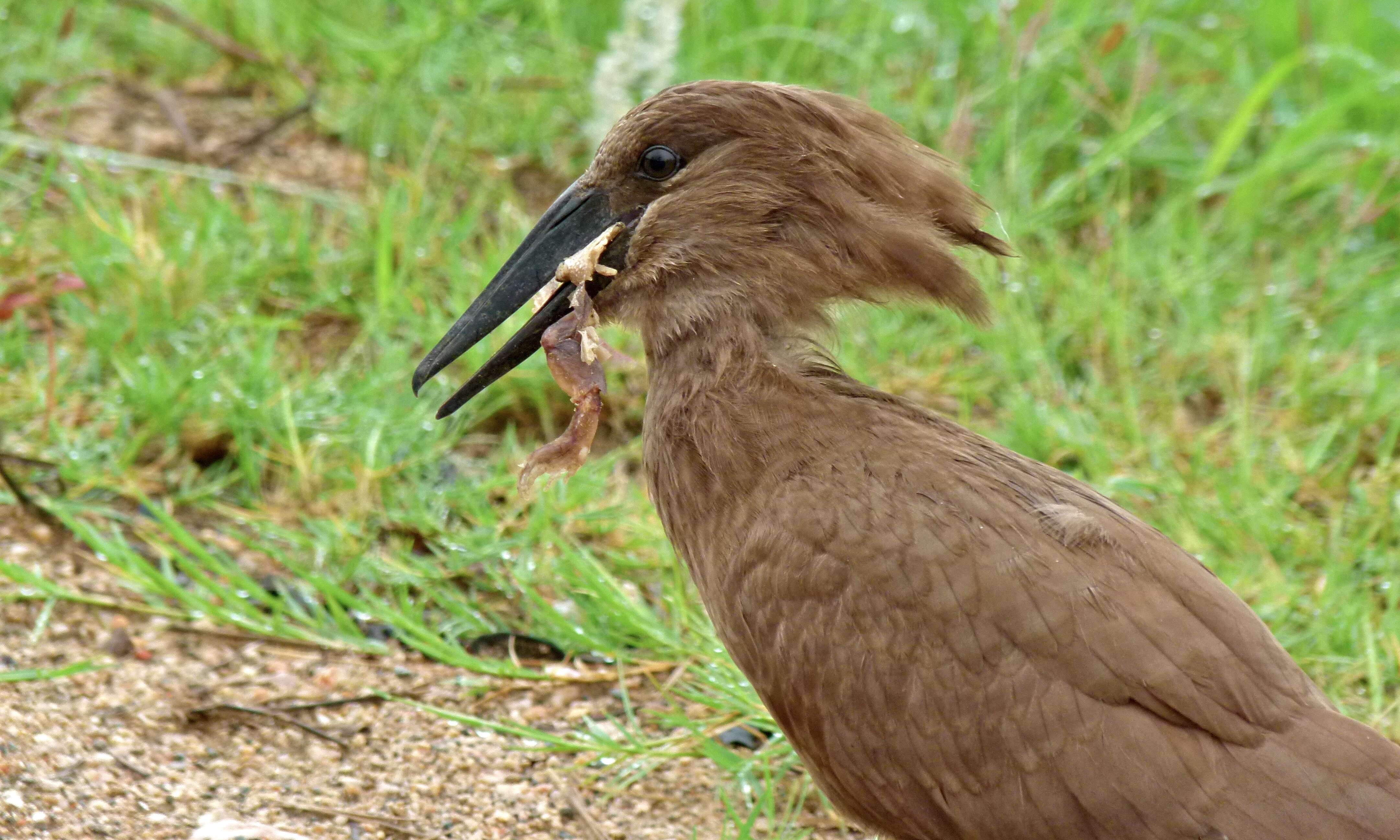 Image of hamerkop