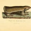 Image of Chlamyphorus Truncatus