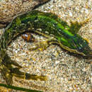 Image of Crevice Kelpfish