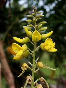 Image of yellow necklacepod