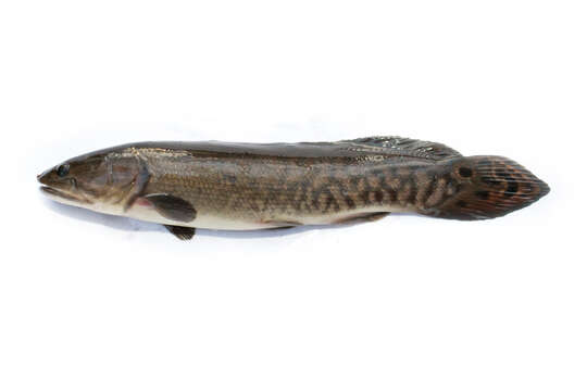 Image of bowfins