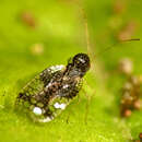 Image of Andromeda Lace Bug