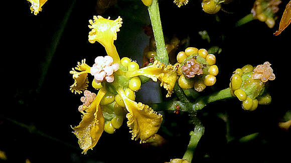 Image of Bunchosia acuminata F. H. Dobson