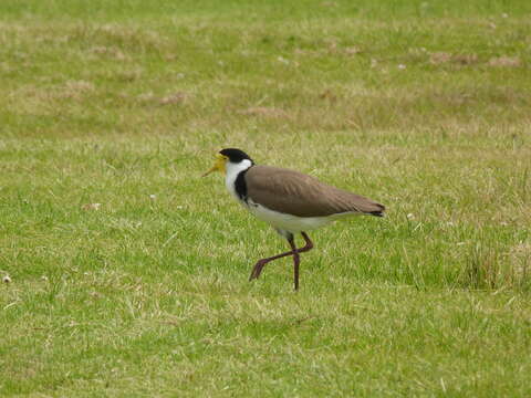 Image of Masked Lapwing