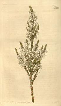 Image of Thymelaeaceae