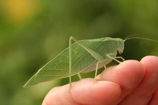 Image of Greater Angle-wing Katydid