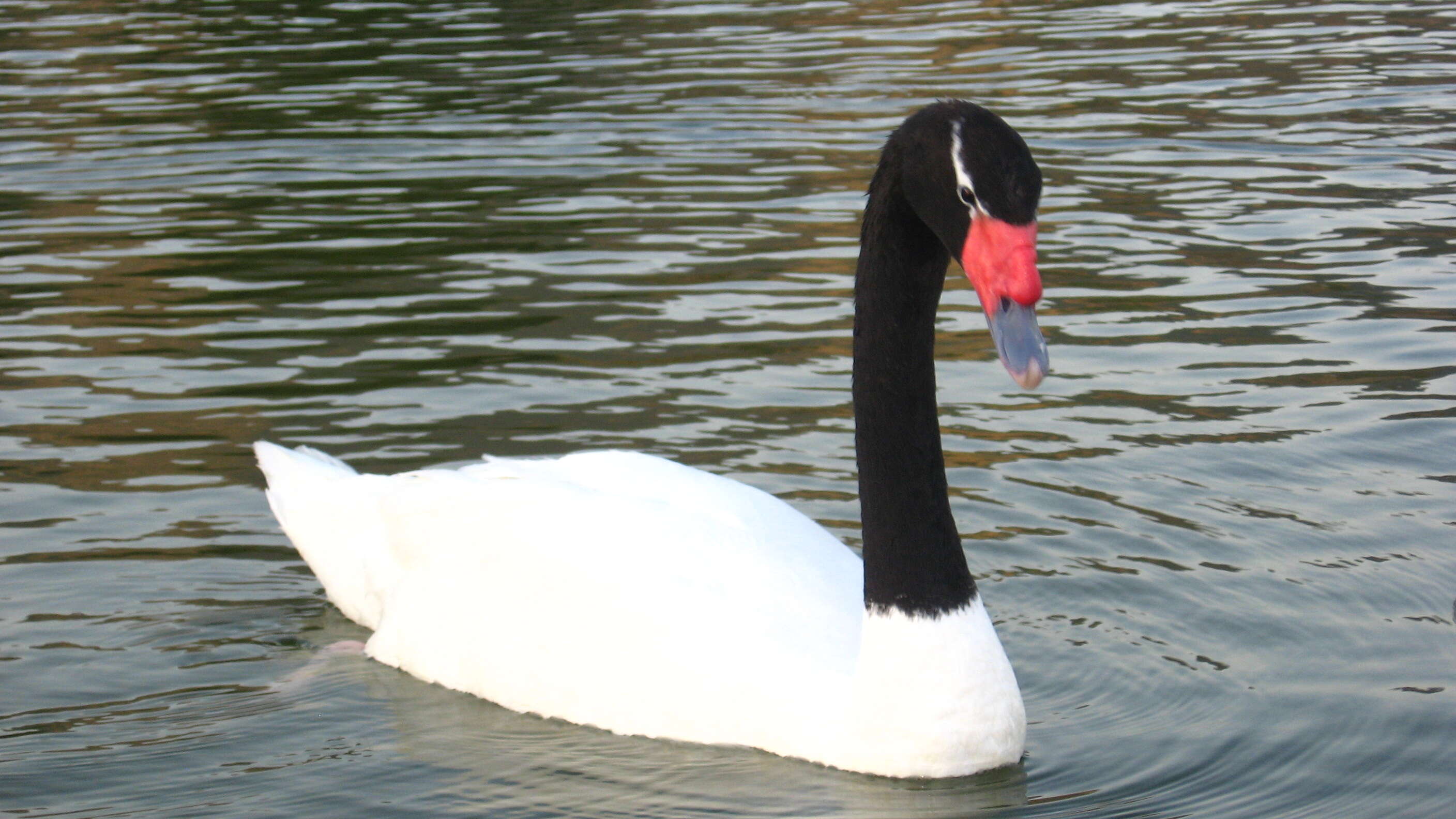 Image of Swan