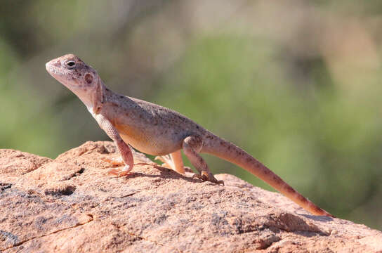 Image of Ring-tailed dragon