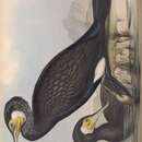 Image of Phalacrocorax carbo novaehollandiae Stephens 1826