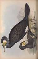 Plancia ëd Phalacrocorax carbo (Linnaeus 1758)