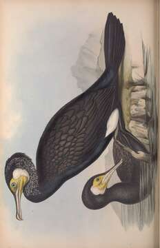 Plancia ëd Phalacrocorax carbo novaehollandiae Stephens 1826