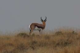 Image of Springbok