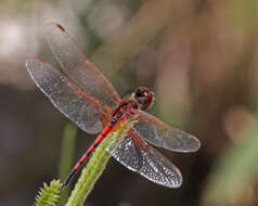 Image of Red-veined Pennant