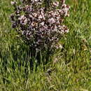 Image of Thymus vulgaris L. subsp. vulgaris