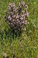 Image of Thymus vulgaris L. subsp. vulgaris