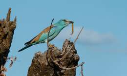 Image of European Roller