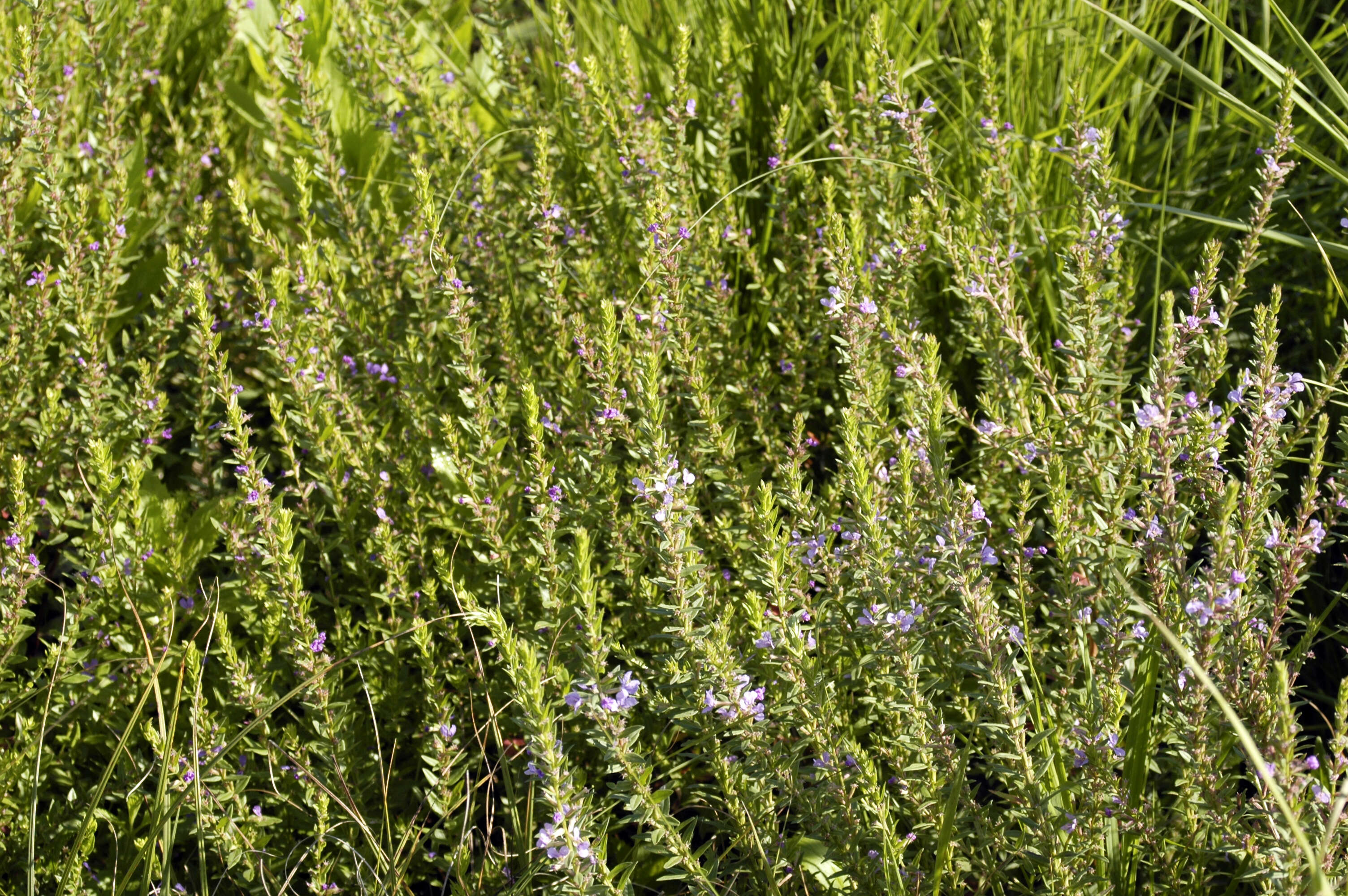 Image of winged lythrum