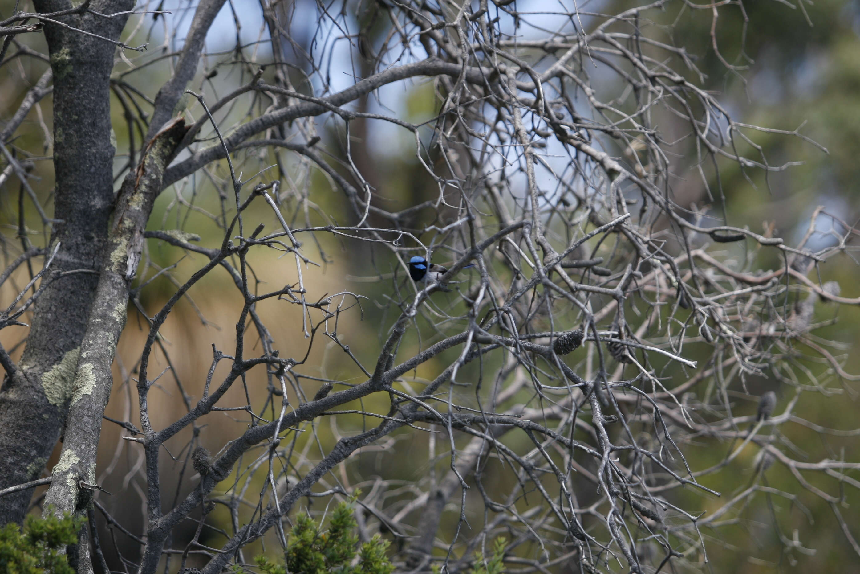 Image of fairywrens and relatives