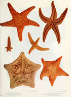 Image of ochre sea star