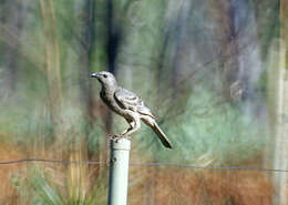 Image of Chlamydera Gould 1837