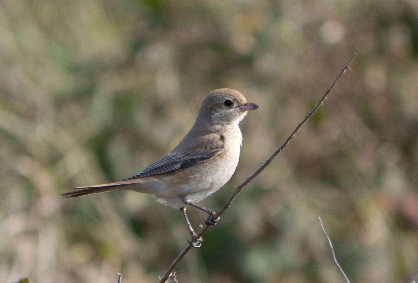 Image of Isabeline Shrike