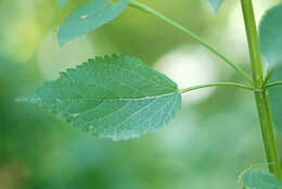 Image of giant hyssop