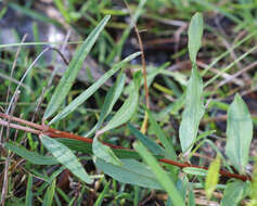 Image of Baldwin's Clematis