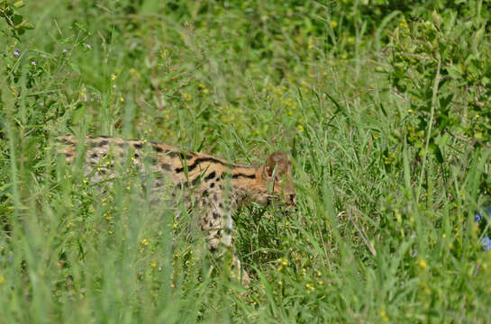 صورة Leptailurus Severtzov 1858