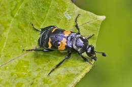 Image of Sexton Beetles