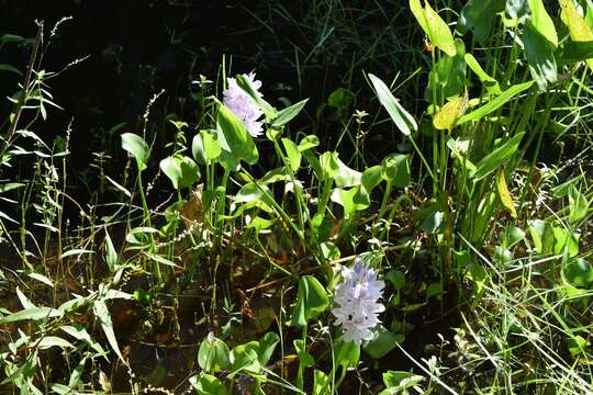 Imagem de Eichhornia crassipes (Mart.) Solms