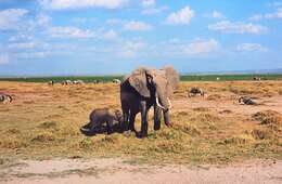 Image of <i>Loxodonta africana cyclotis</i> (Matschie 1900)