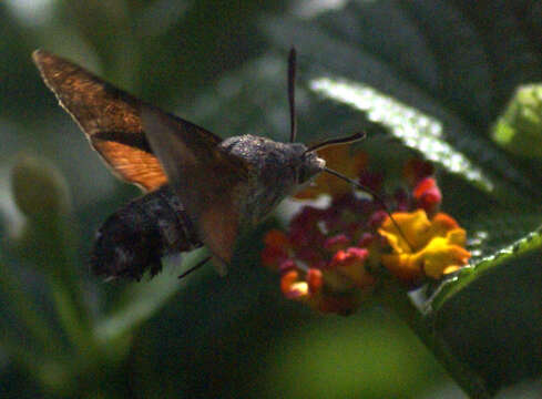 Image of humming-bird hawk moth