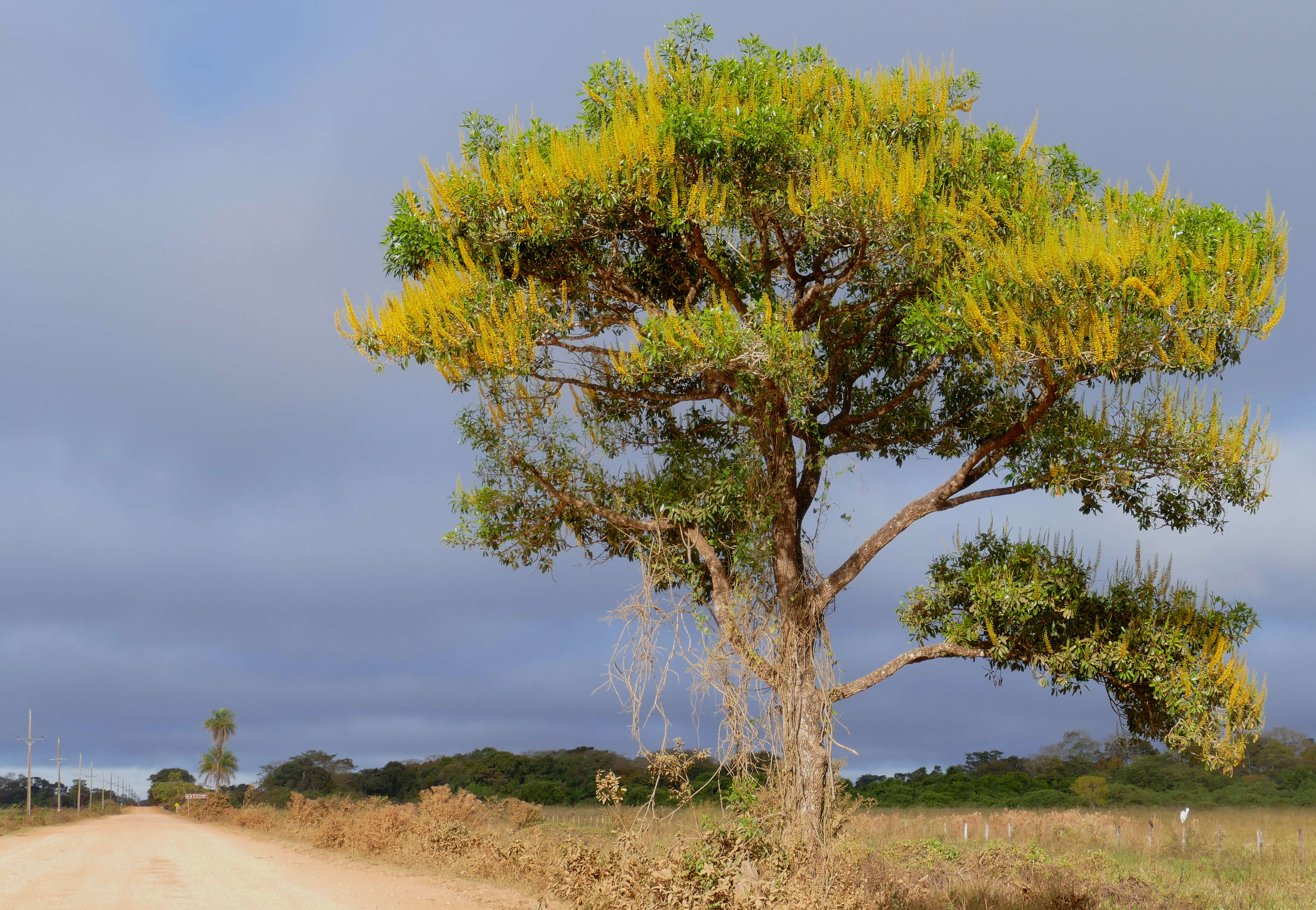 Image of Vochysia divergens Pohl