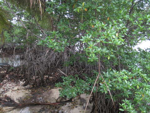 Image of red mangrove