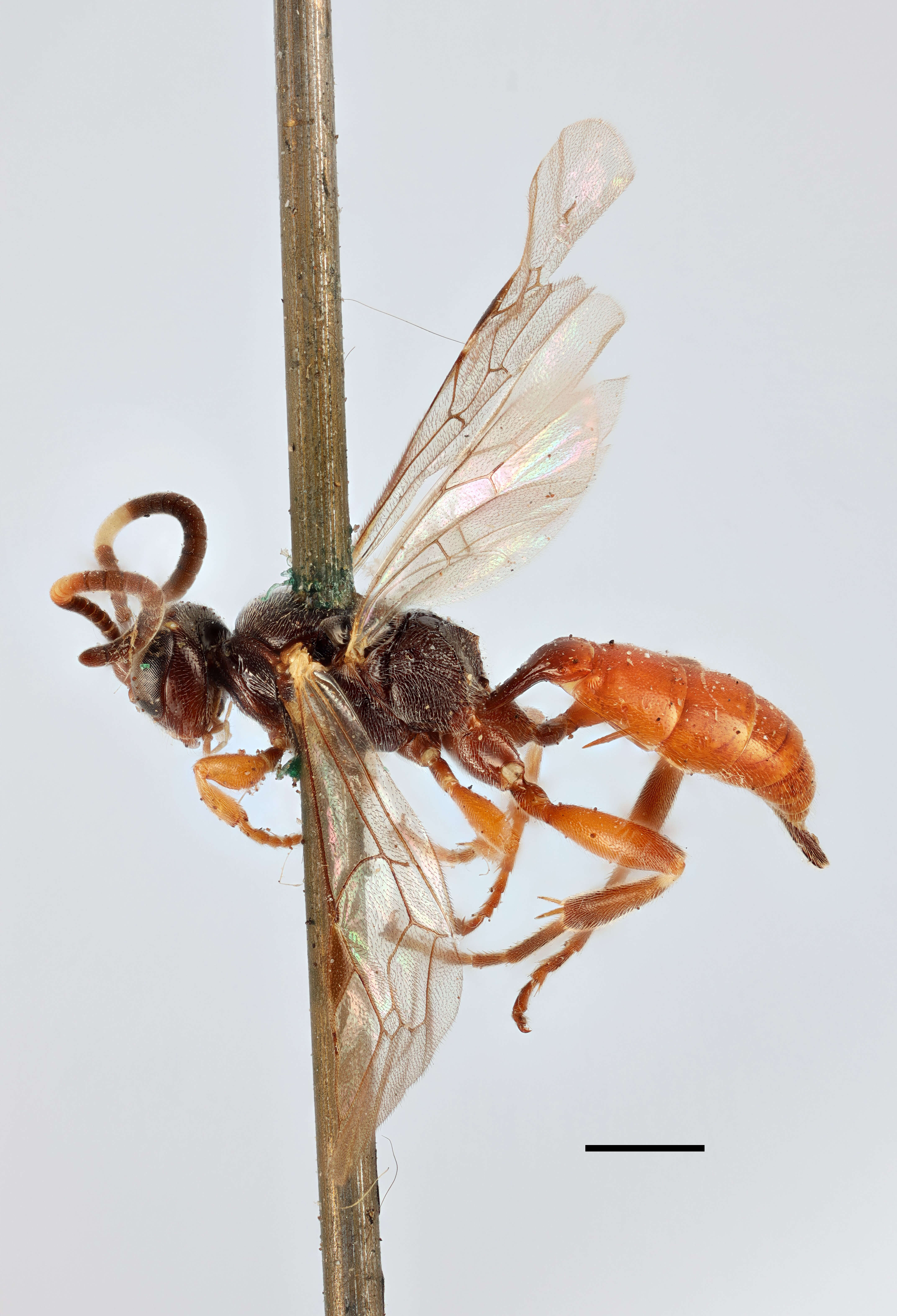 Image of Ichneumon festinatorius