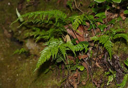 Image of Asplenium onopteris L.